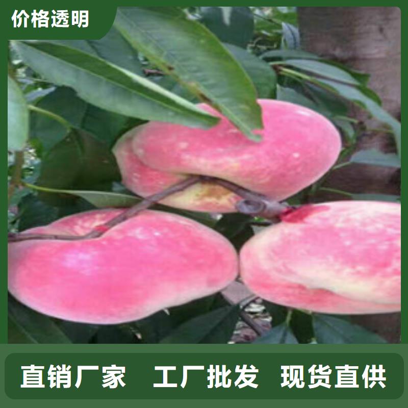 映霜红桃树苗生产基地