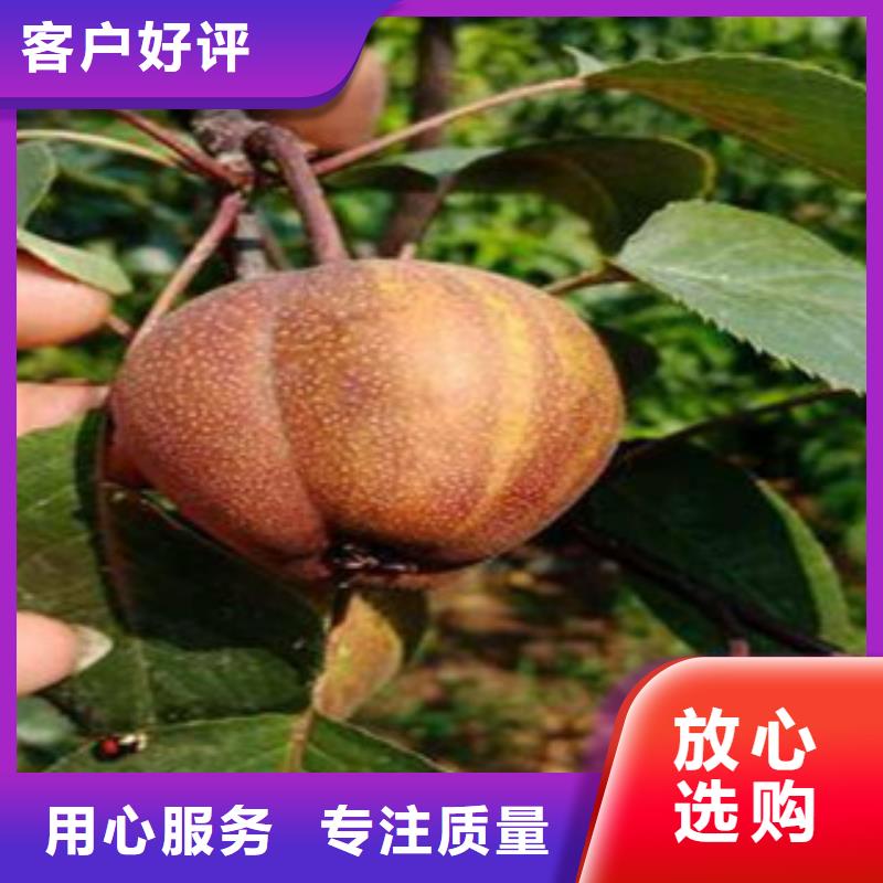 质量优的梨树苗生产厂家产品性能