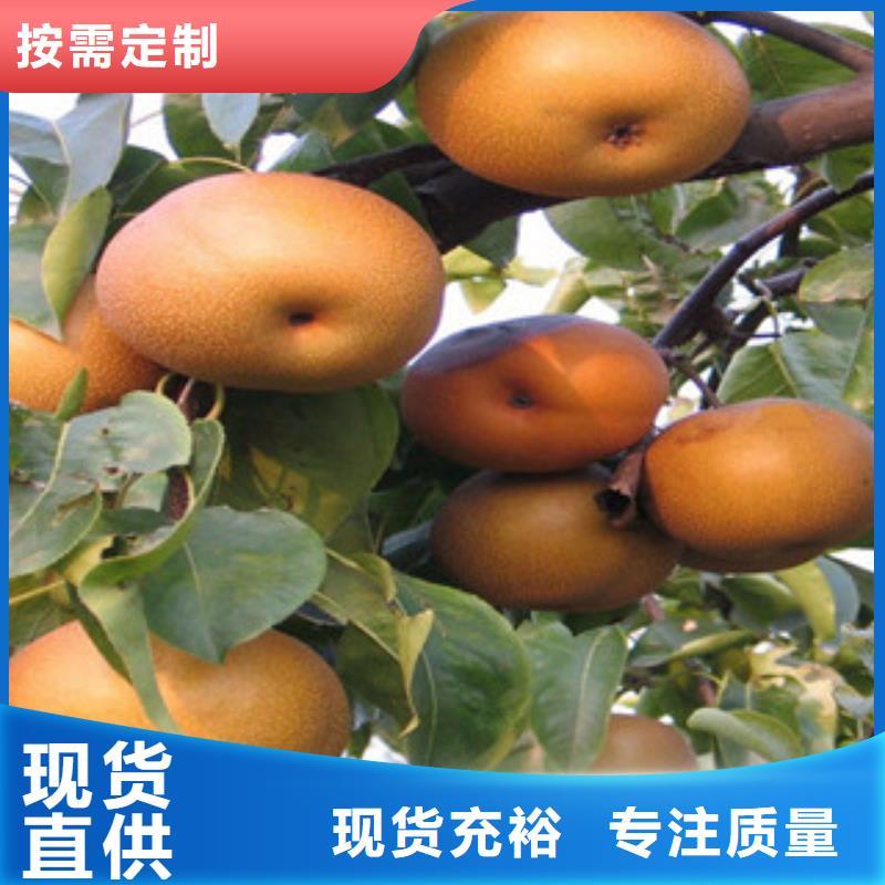 普洱优选丰水梨树苗0.8厘米