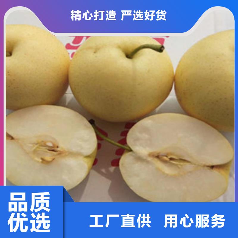 诚信经营质量保证【兴海】香蕉梨树苗生产基地