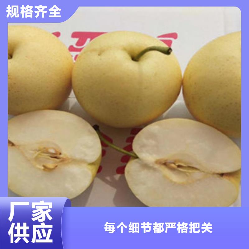 优选原材<兴海>栖霞大香水梨树苗0.7厘米