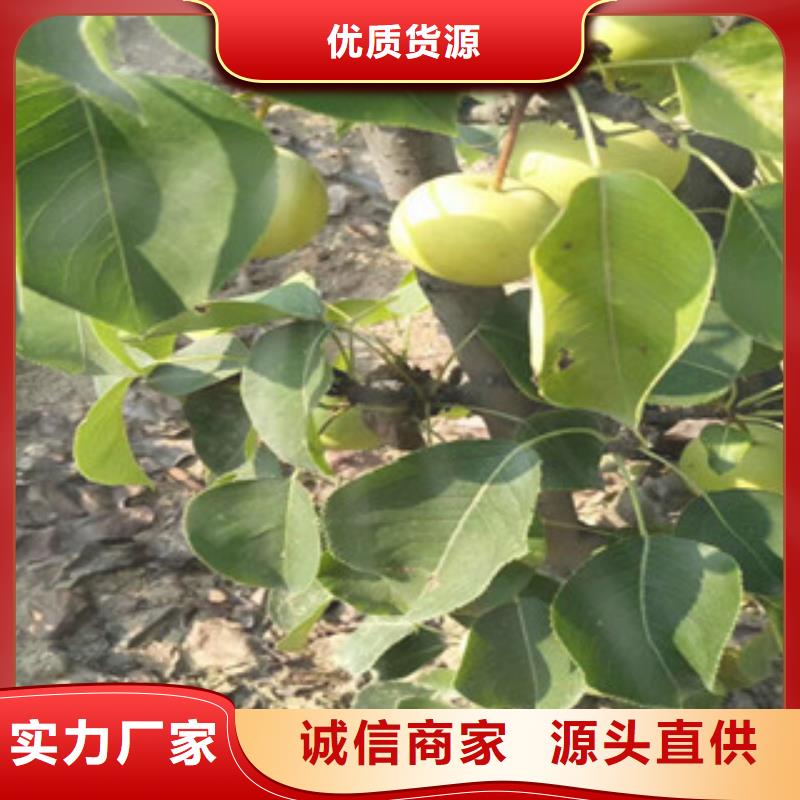 优选原材<兴海>栖霞大香水梨树苗0.7厘米