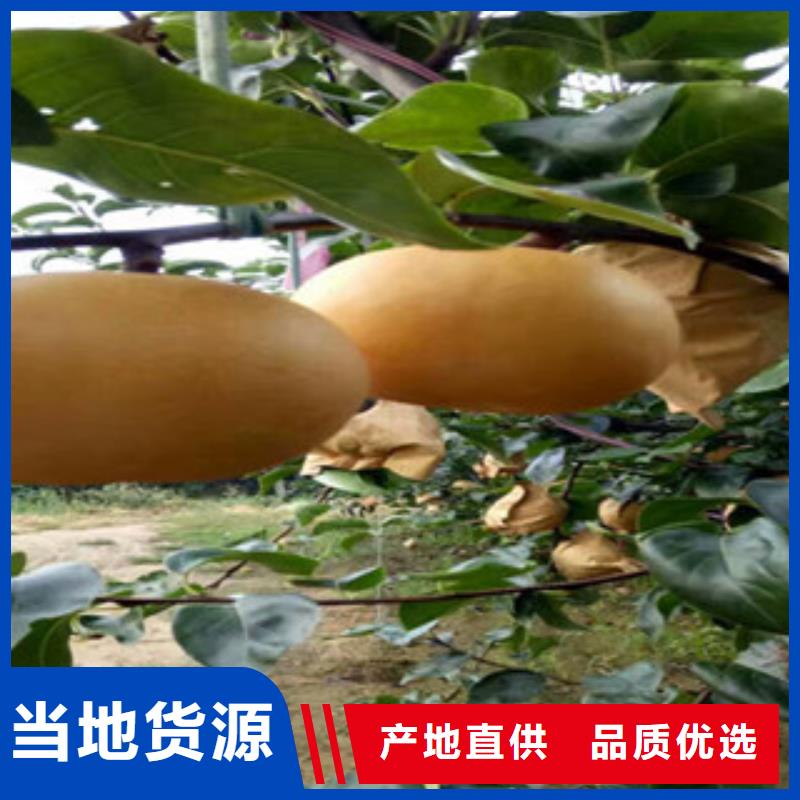 严谨工艺(兴海)砂梨树苗20公分