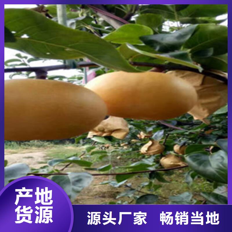 本土《兴海》香蕉梨树苗0.5公分