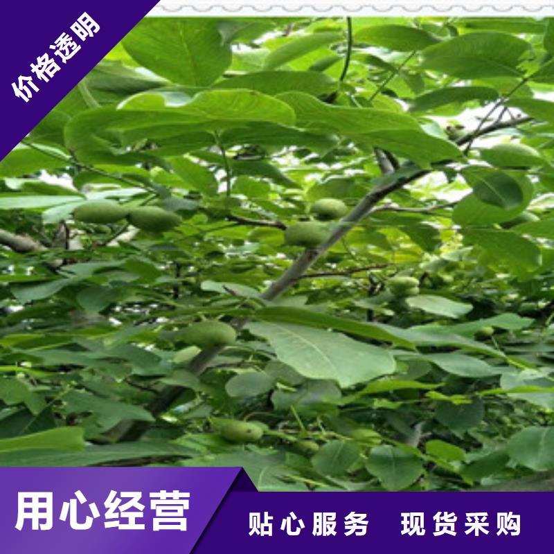 广西省厂家精选(兴海)8518核桃树苗 8518核桃苗哪里的品种纯