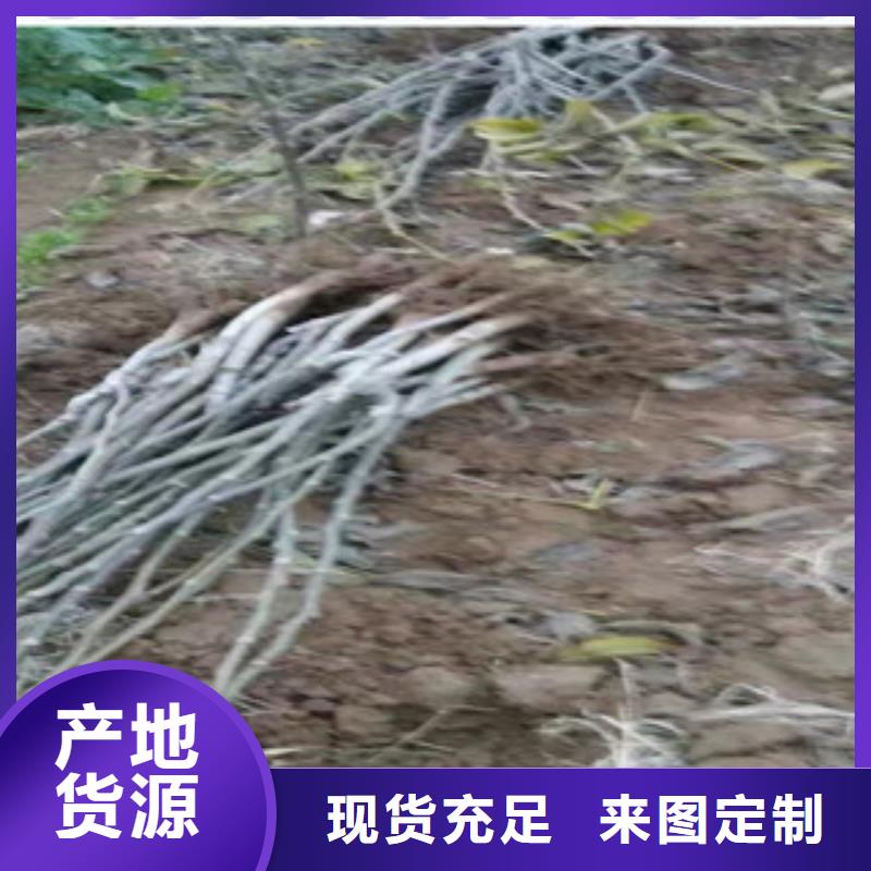 浙江省订购(兴海)中林5号核桃树苗 中林5号核桃苗基地图片