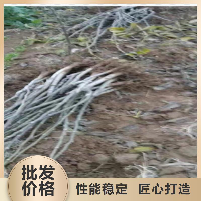 江西省销售的是诚信[兴海]核桃原生树苗 核桃原生苗哪里的品种纯