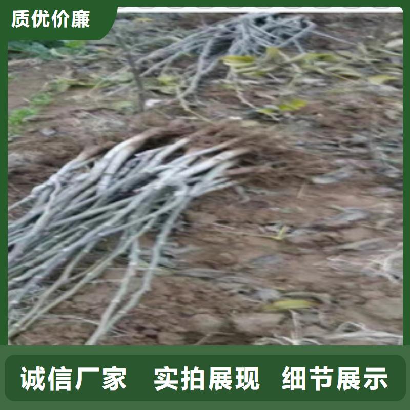 贵州省采购[兴海]9518核桃树苗 9518核桃苗种植技术