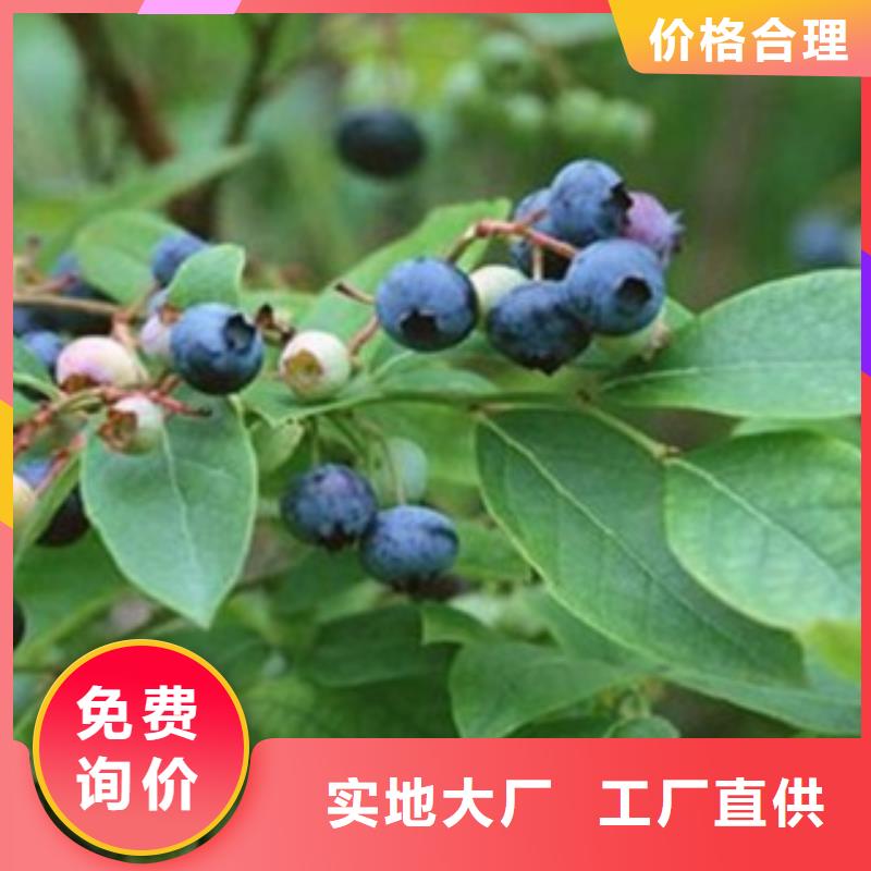 【图】蓝莓苗厂家批发当地生产厂家