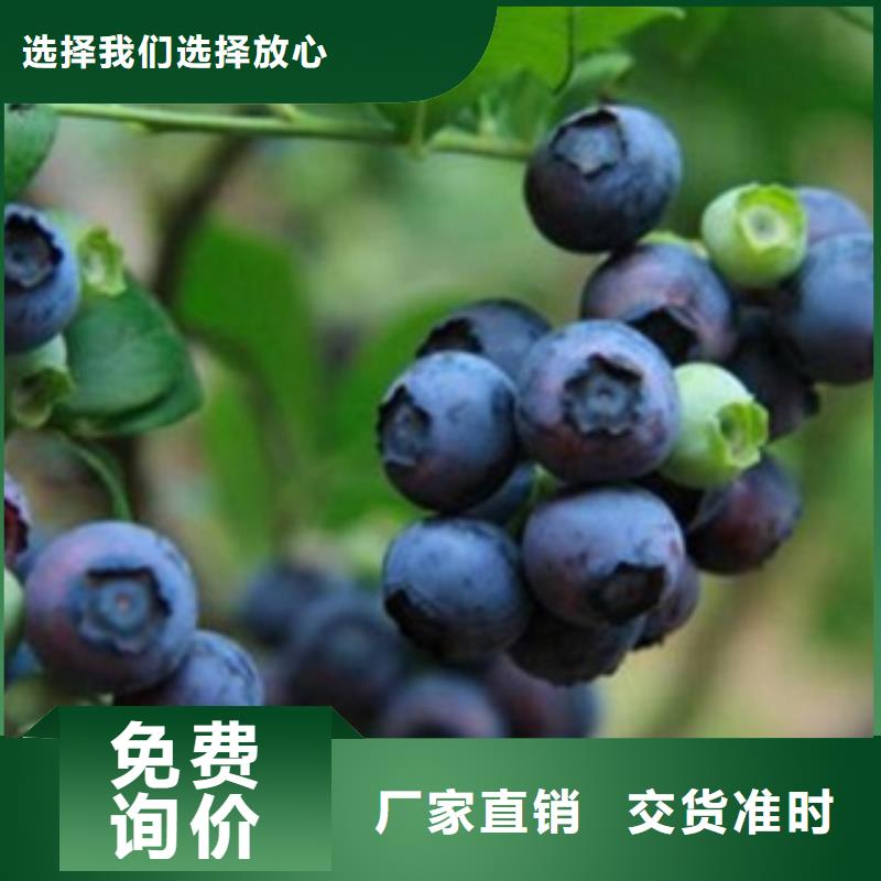 #蓝莓苗#-价格透明厂诚信经营