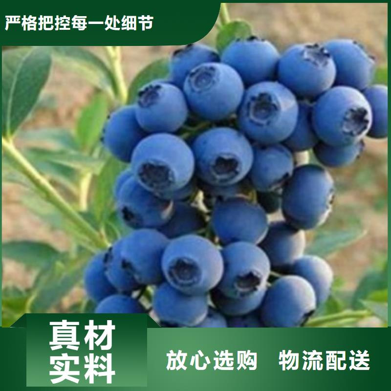 蓝莓苗优质供货商实力见证
