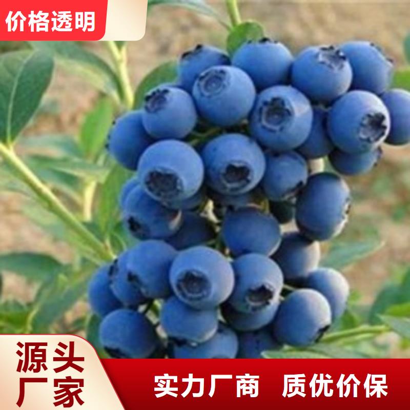 九江直供3年生蓝莓树苗资讯