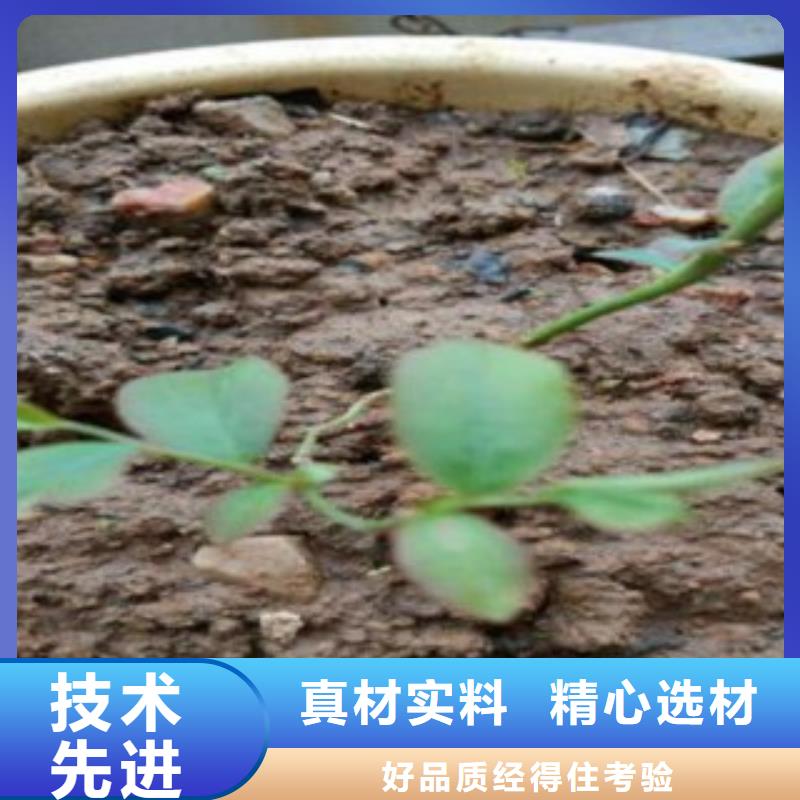 蓝莓苗出厂价原厂制造