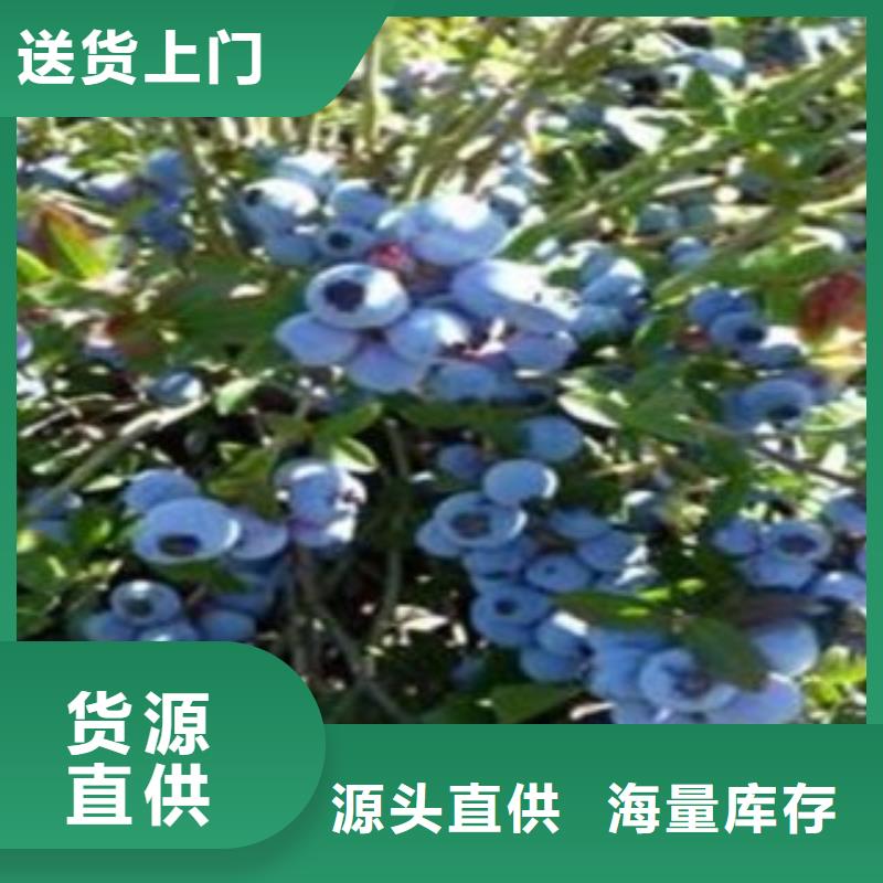 蓝莓苗找兴海苗木种植合作社多种优势放心选择