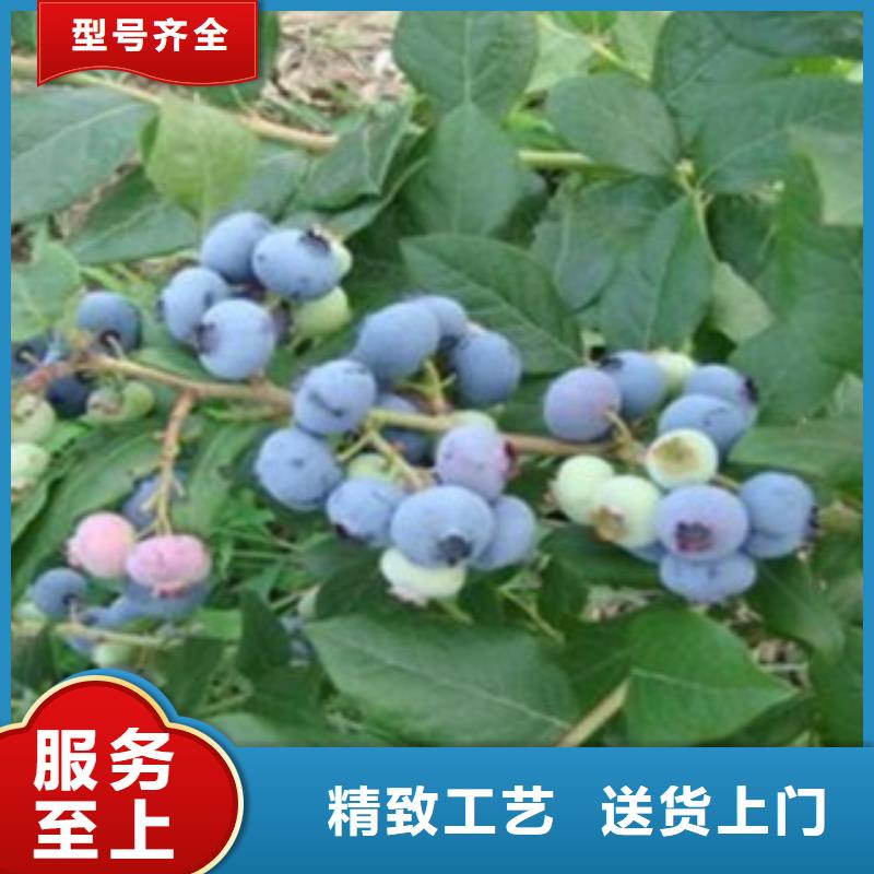 本地蓝莓苗厂家精致工艺