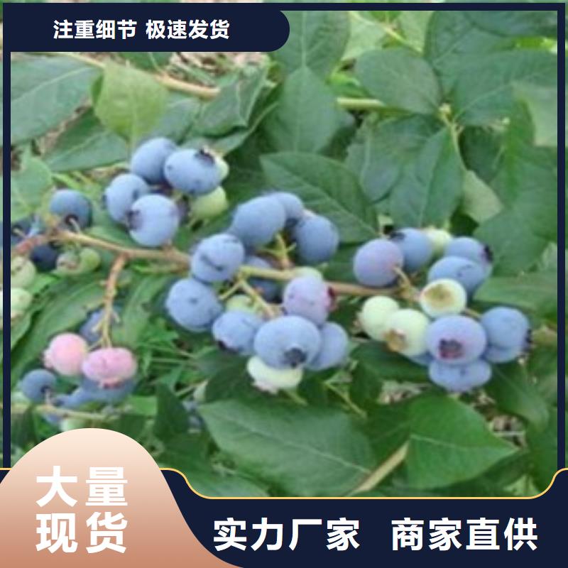 蓝莓苗优质源头厂家按需定制真材实料