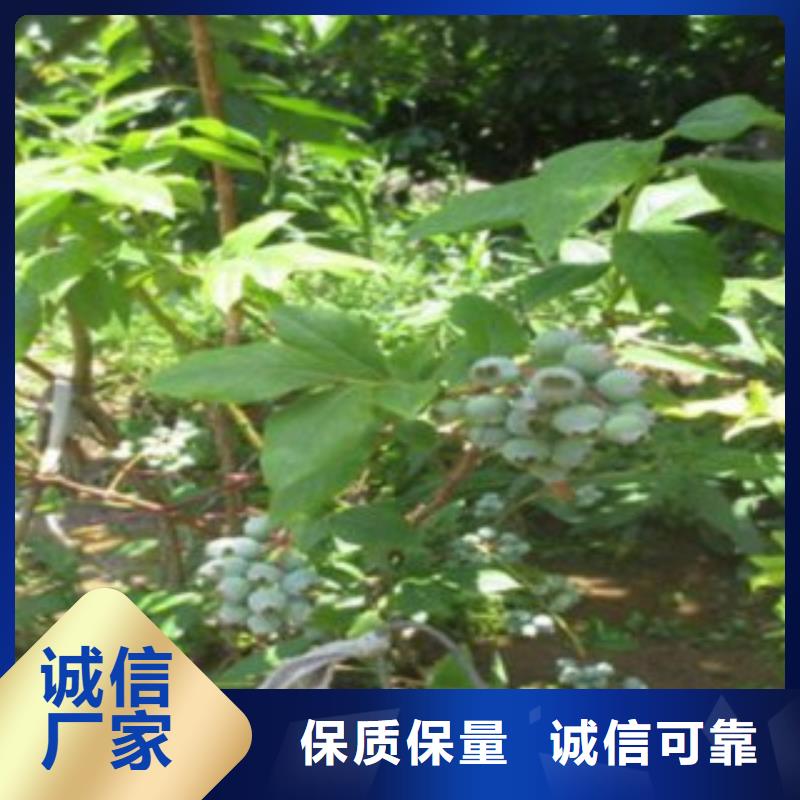 九江直供3年生蓝莓树苗资讯