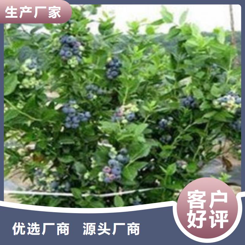 蓝莓苗适用范围广工程施工案例