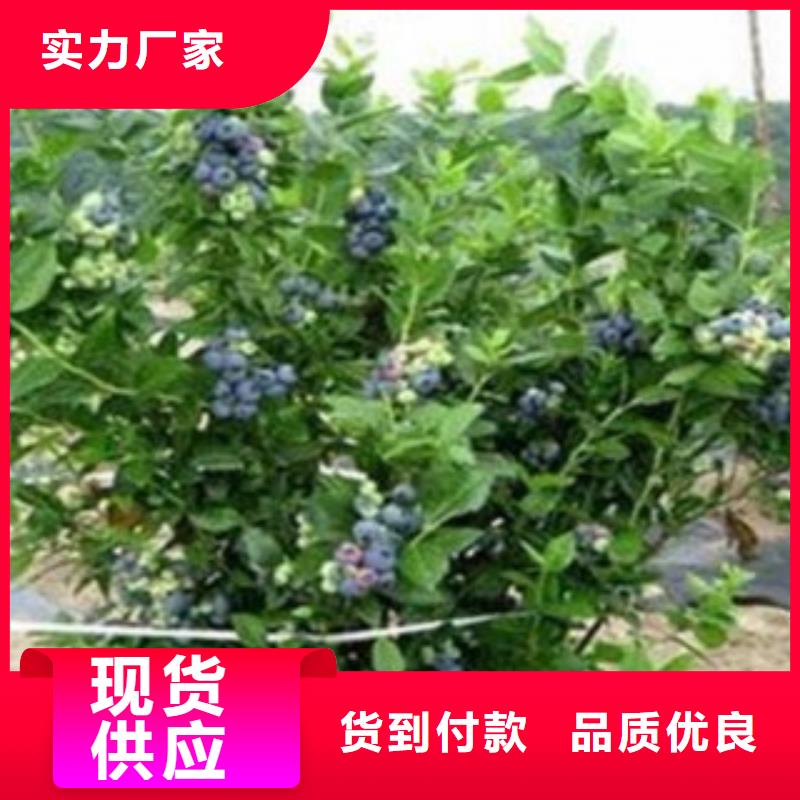 蓝莓苗品牌:兴海苗木种植合作社生产型