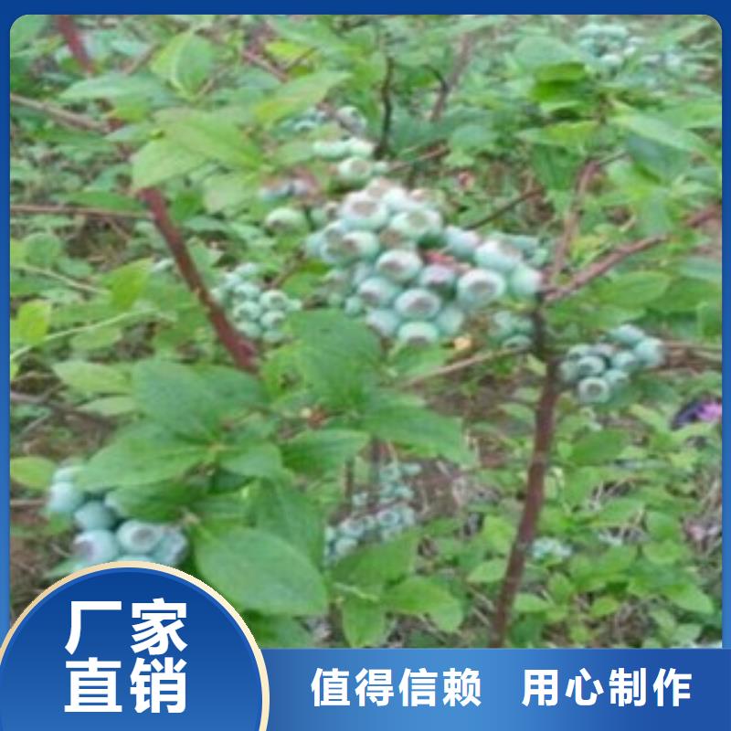 蓝莓苗_常年生产本地品牌
