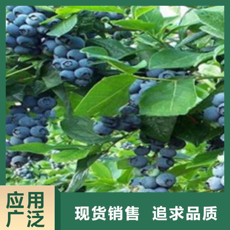 蓝莓苗厂家实力雄厚专注生产N年