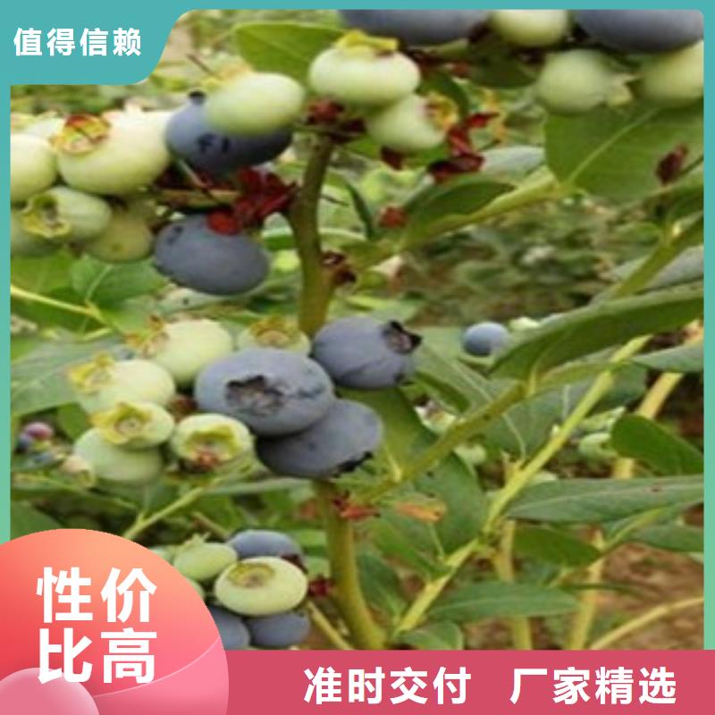 采购蓝莓苗认准兴海苗木种植合作社种类多质量好