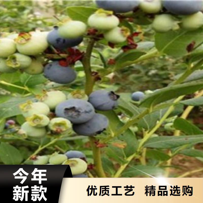 价格合理的蓝莓苗生产厂家品质保障价格合理