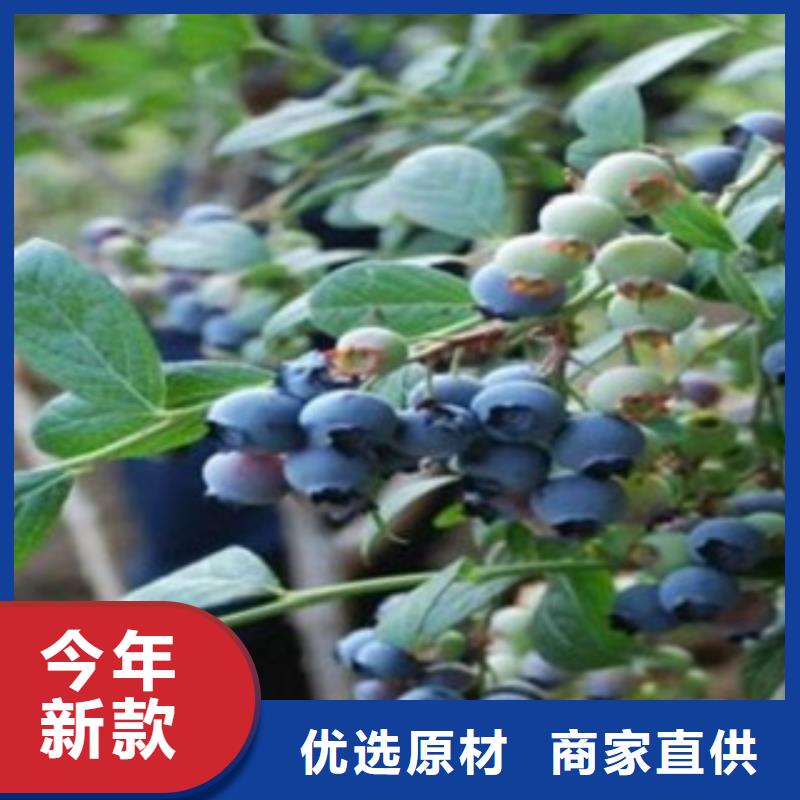 蓝莓苗质量上乘厂家本地制造商