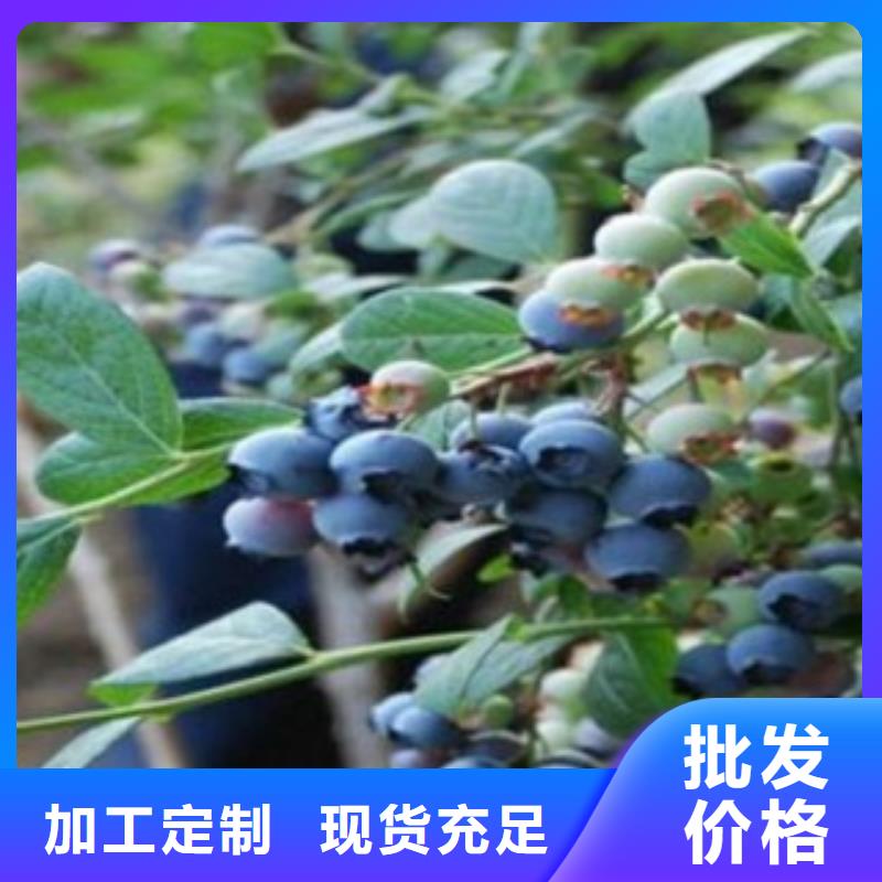 温县蓝莓苗欢迎询价