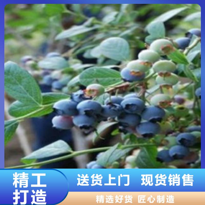 蓝莓苗加工定制本地公司