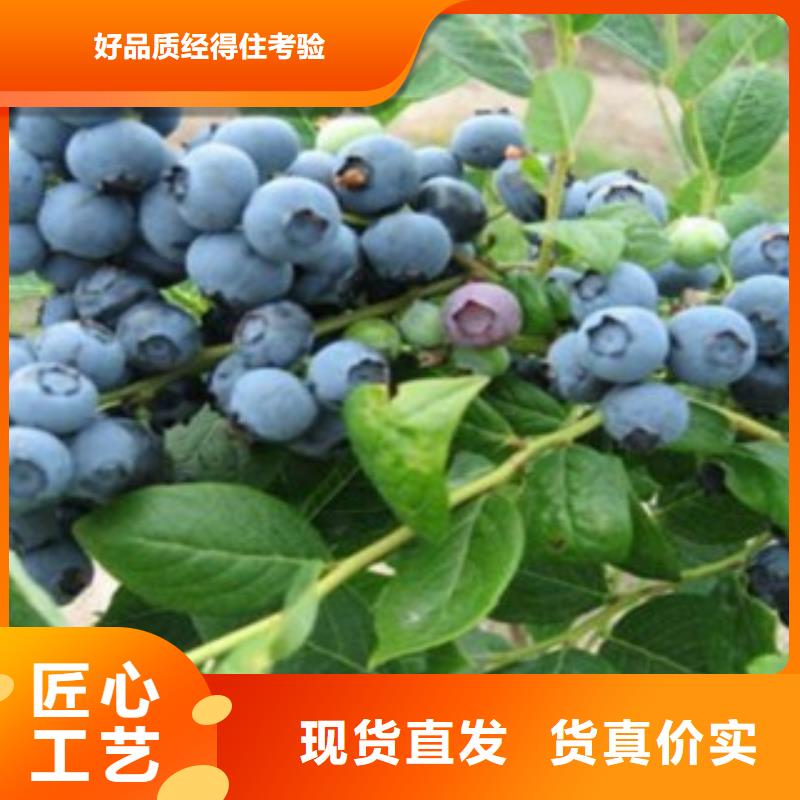 蓝莓苗厂家优惠促销附近供应商