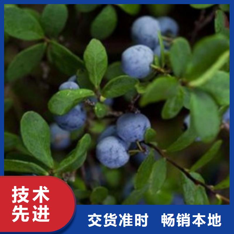 菏泽采购甜粒星蓝莓树苗多少钱一株