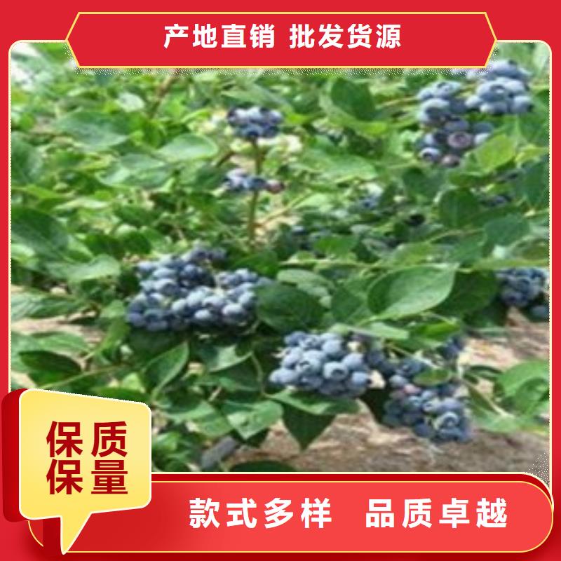 厂家直销安全放心《兴海》3年生蓝莓树苗哪里的品种纯