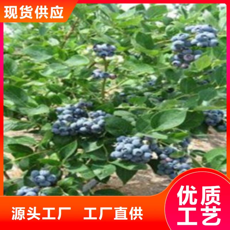专业的生产厂家<兴海>薄雾蓝莓树苗哪里的品种纯