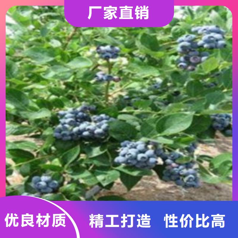 蓝莓苗参数当地厂家