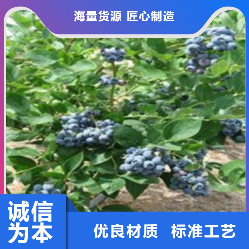 N-B-3蓝莓树苗亩产多少