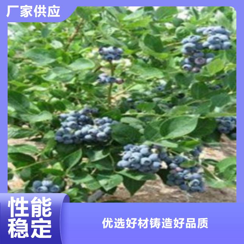 周边【兴海】大粒星蓝莓树苗基地图片