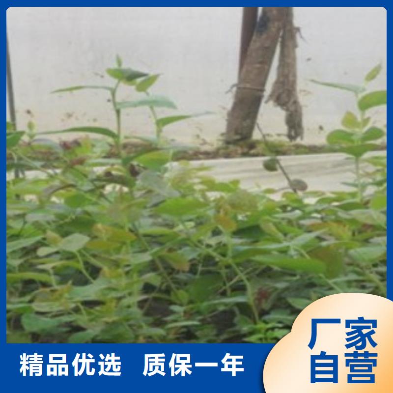 质量看得见【兴海】3年生蓝莓树苗基地图片