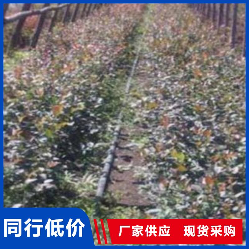 采购《兴海》斯巴坦蓝莓树苗种植时间