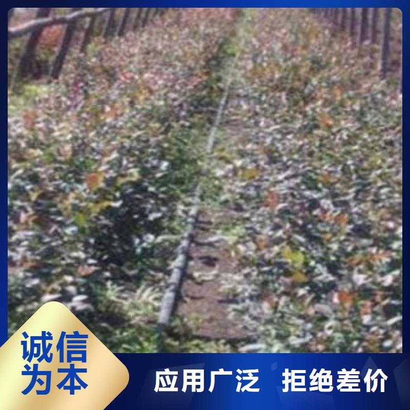 咨询[兴海]维口蓝莓树苗种植时间