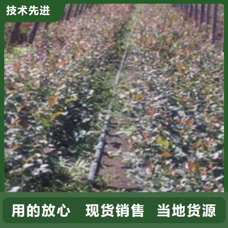 朝克蓝莓树苗种植方法