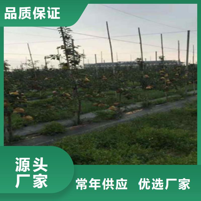 辽宁销售M9t337苹果树苗产地价格