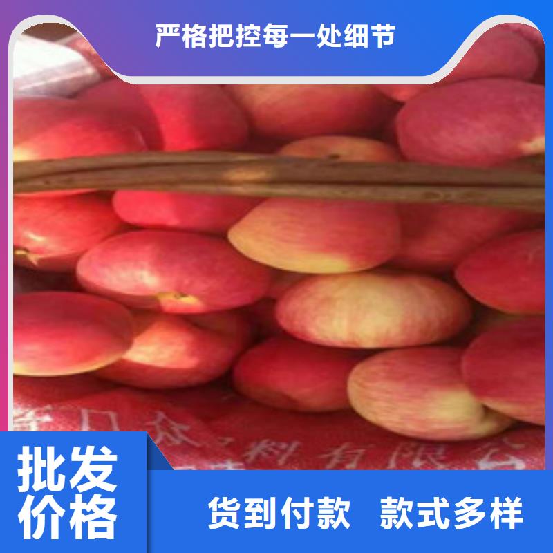 直供【兴海】M9t337苹果树苗批发价格