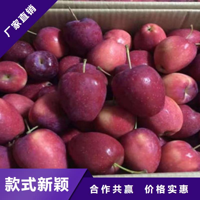 海量现货(兴海)烟富7苹果树苗求购