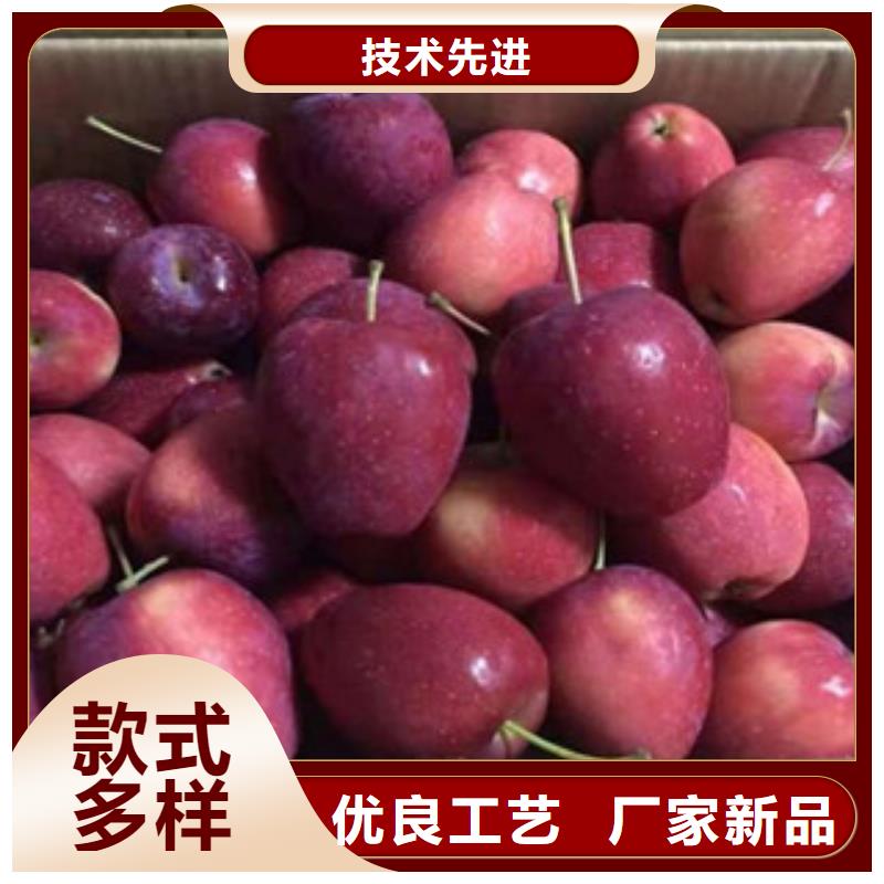 附近【兴海】海珠短富1号苹果树苗品种介绍
