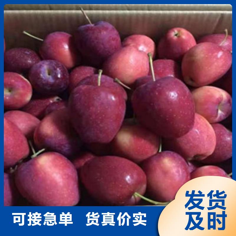 订购(兴海)烟富7苹果树苗基地