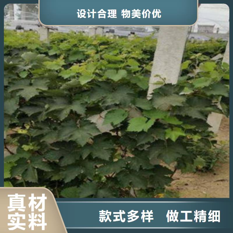 葡萄苗价格品牌:兴海苗木种植合作社当地经销商
