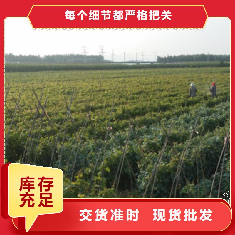 物流配货上门【兴海】0.7公分无核早红葡萄苗2024  的品种
