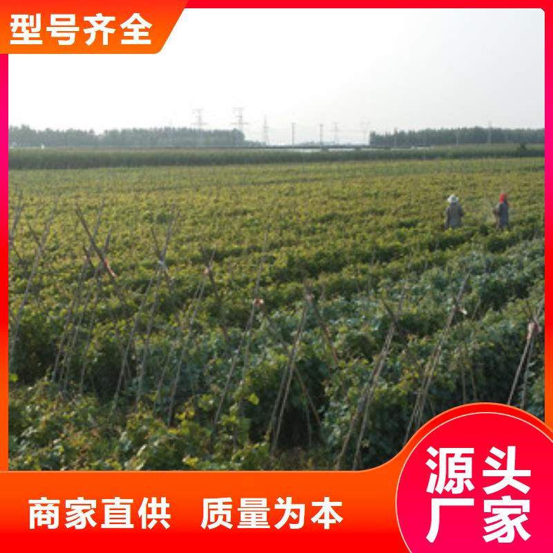 定制【兴海】1.2公分早熟葡萄苗一亩地需要多少株
