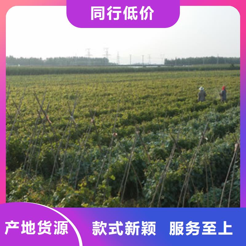 当地<兴海>0.5厘米秋红葡萄苗苗木基地